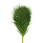 Palm Leaf - Malaysia