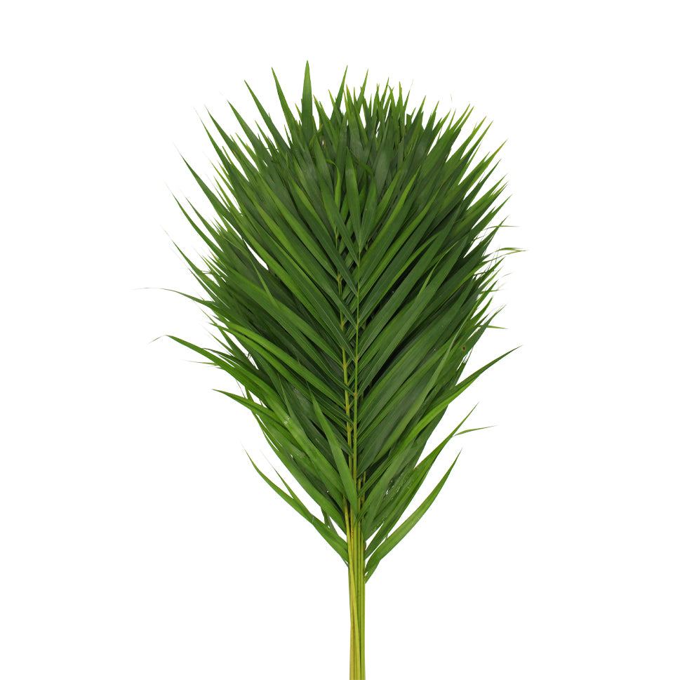 Palm Leaf - Malaysia