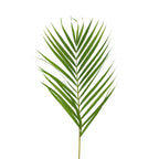Palm Leaf - Malaysia