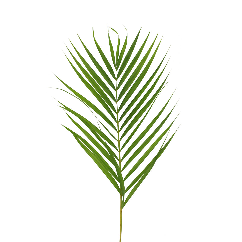 Palm Leaf - Malaysia