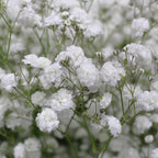 Baby Breath Xlence - White - Ecuador