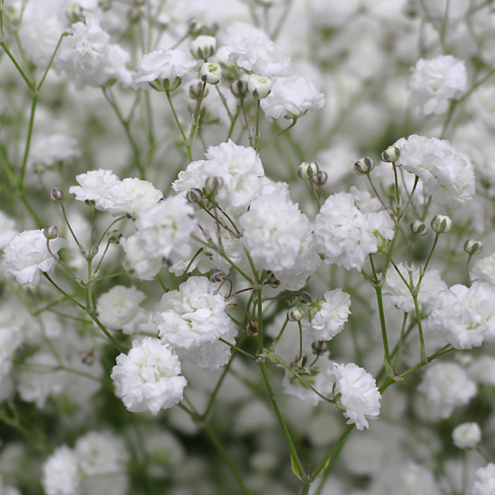 Baby Breath Xlence - White - Ecuador