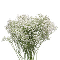 Baby Breath Xlence - White - Ecuador
