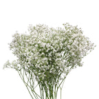 Baby Breath Xlence - White - Ecuador