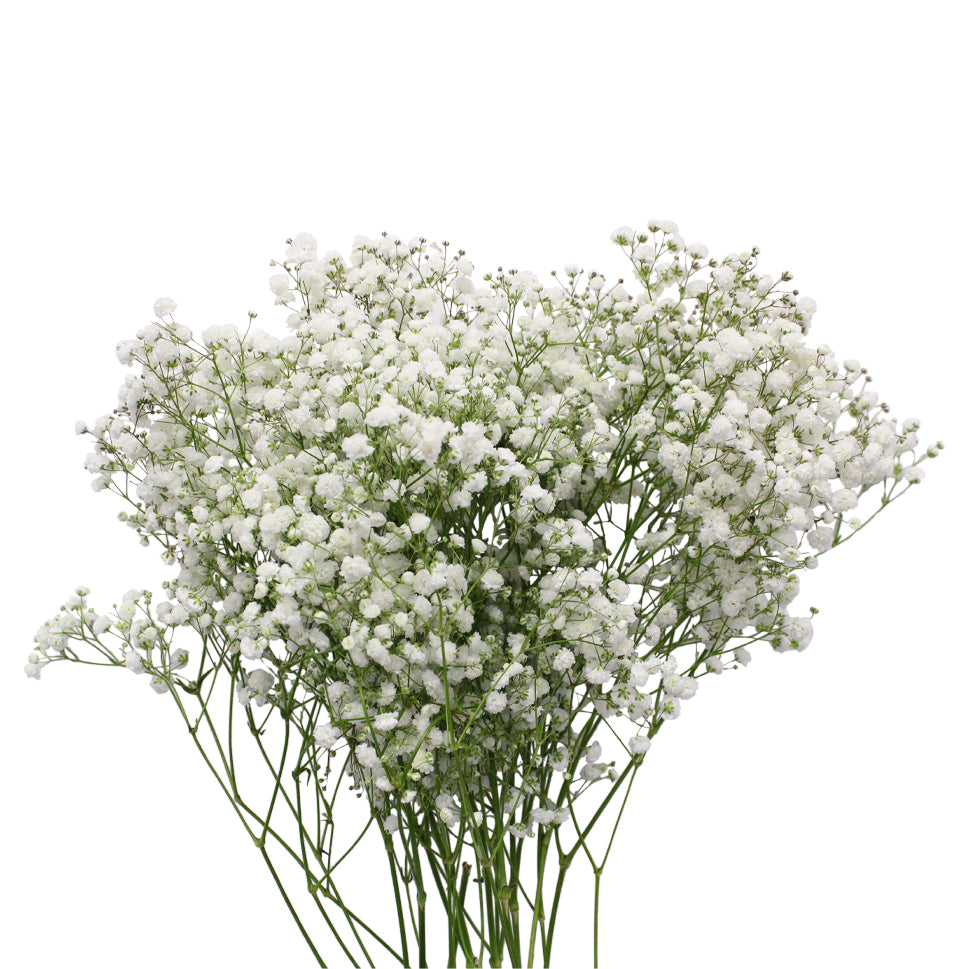 Baby Breath Xlence - White - Ecuador