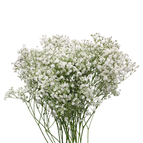 Baby Breath Xlence - White - Ecuador