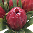 Protea - South Africa