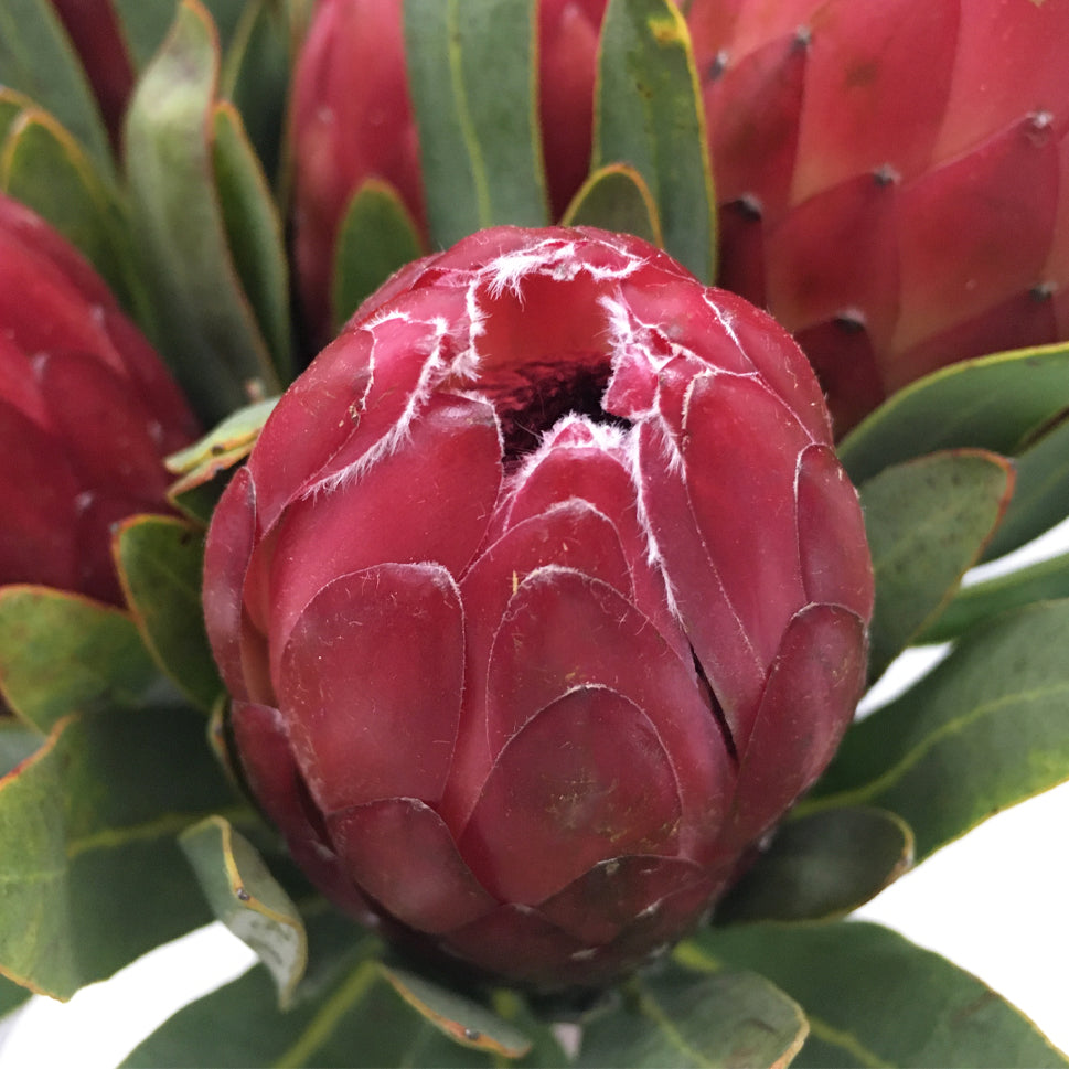 Protea - South Africa