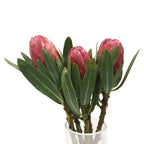 Protea - South Africa