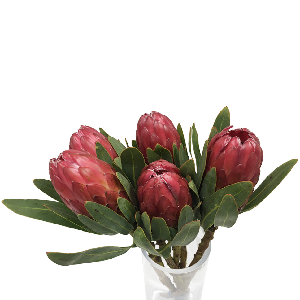 Protea - South Africa