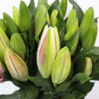 Lily Oriental - China
