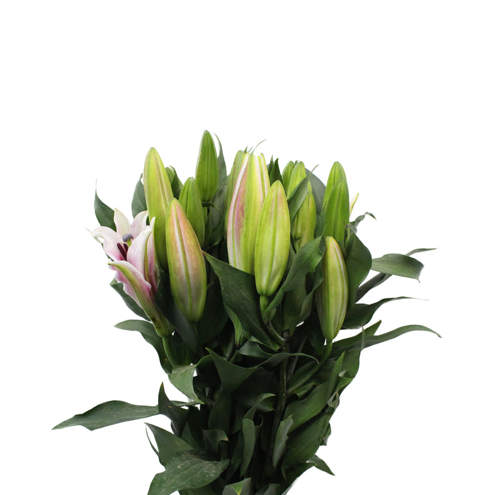 Lily Oriental - China