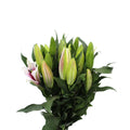 Lily Oriental - China