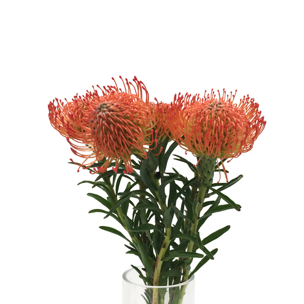 Leucospermum - Holland