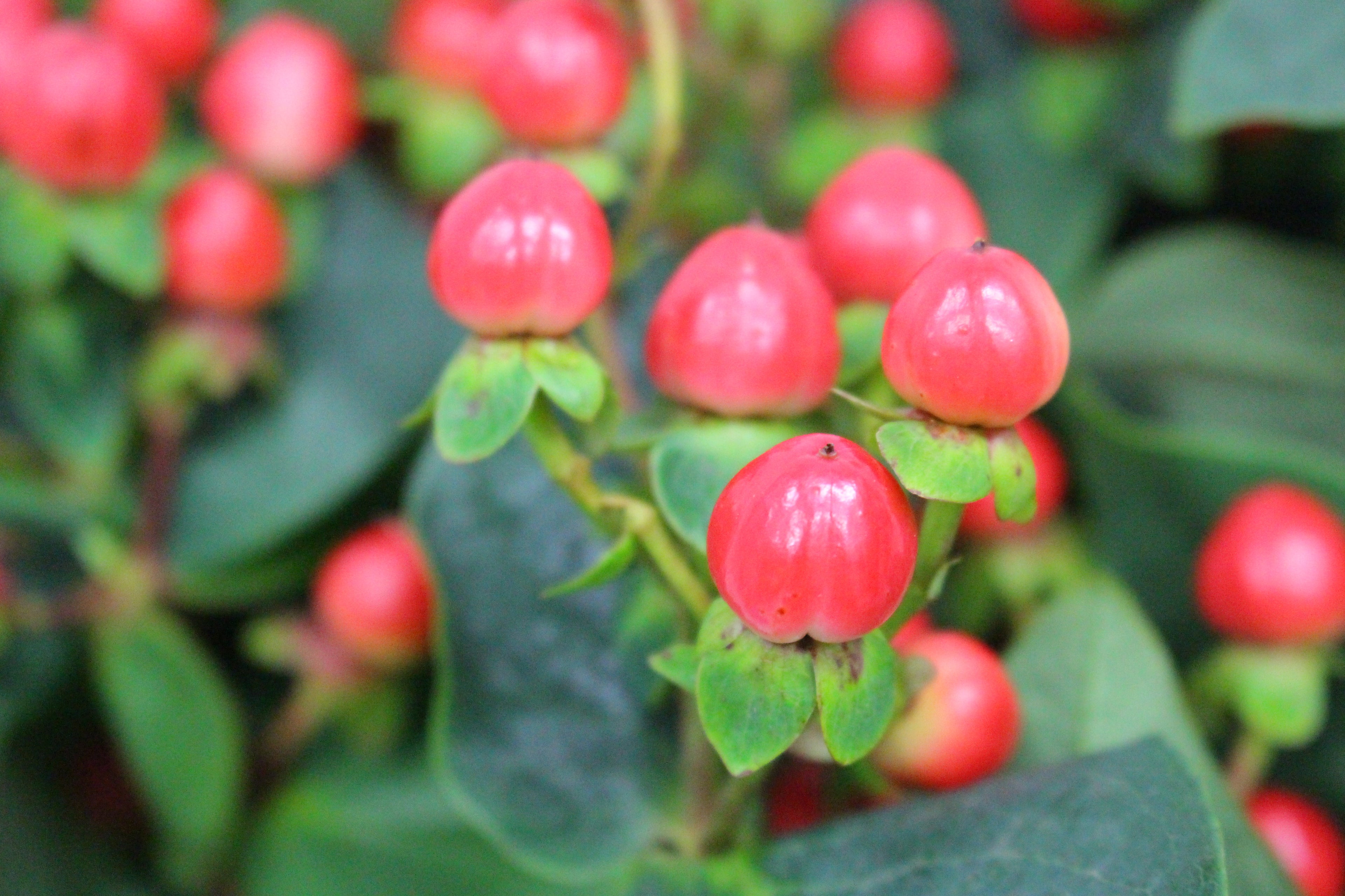 Hypericum - China