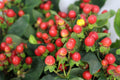 Hypericum - China