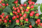 Hypericum - China