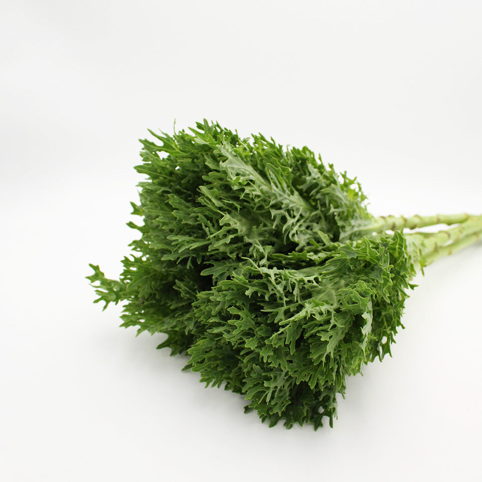 Brassica Crane King - Holland