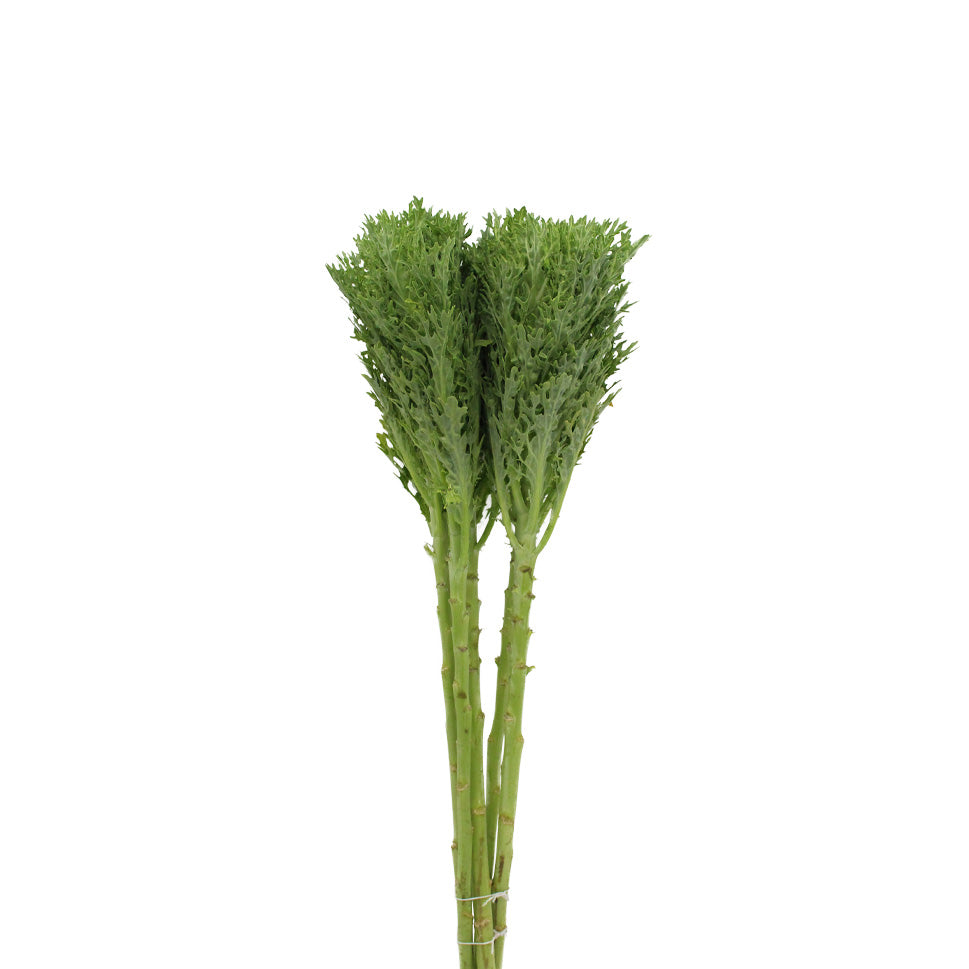 Brassica Crane King - Holland