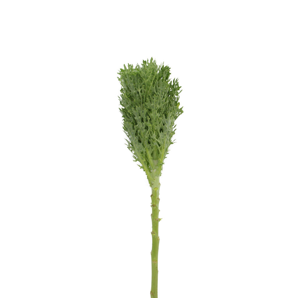 Brassica Crane King - Holland