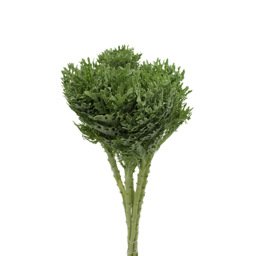 Brassica Crane King - Holland