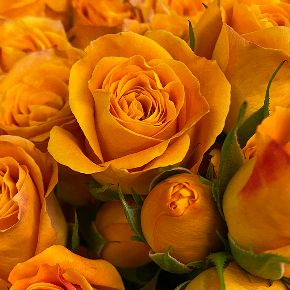 Rose Spray - Kenya