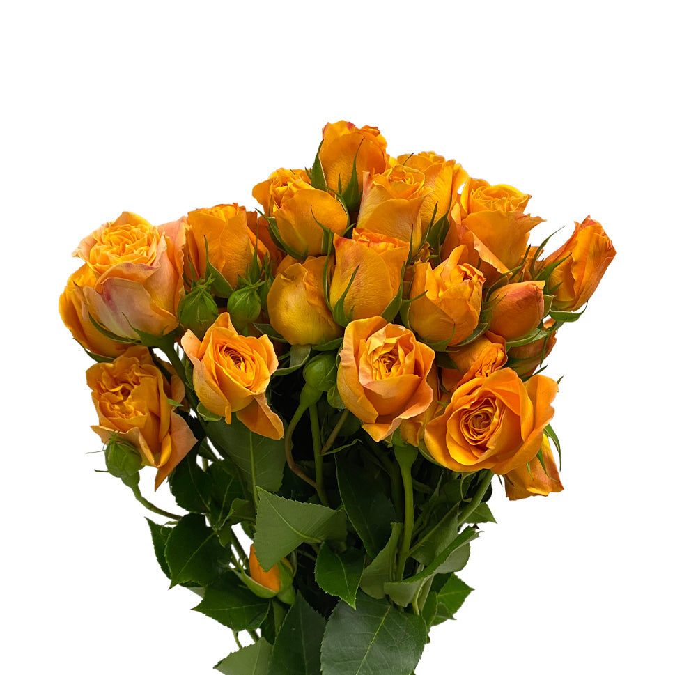 Rose Spray - Kenya