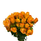Rose Spray - Kenya