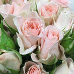 Rose Spray - Kenya