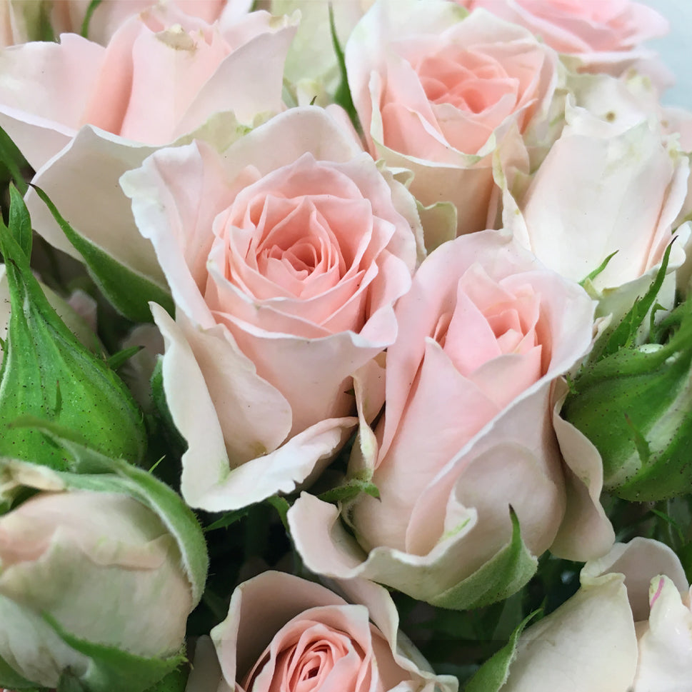Rose Spray - Kenya