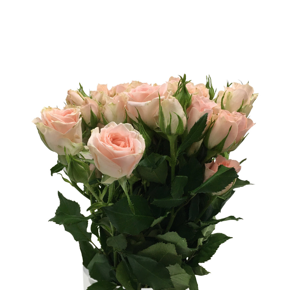 Rose Spray - Kenya