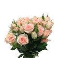 Rose Spray - Kenya