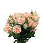 Rose Spray - Kenya