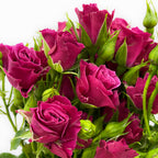 Rose Spray - Kenya