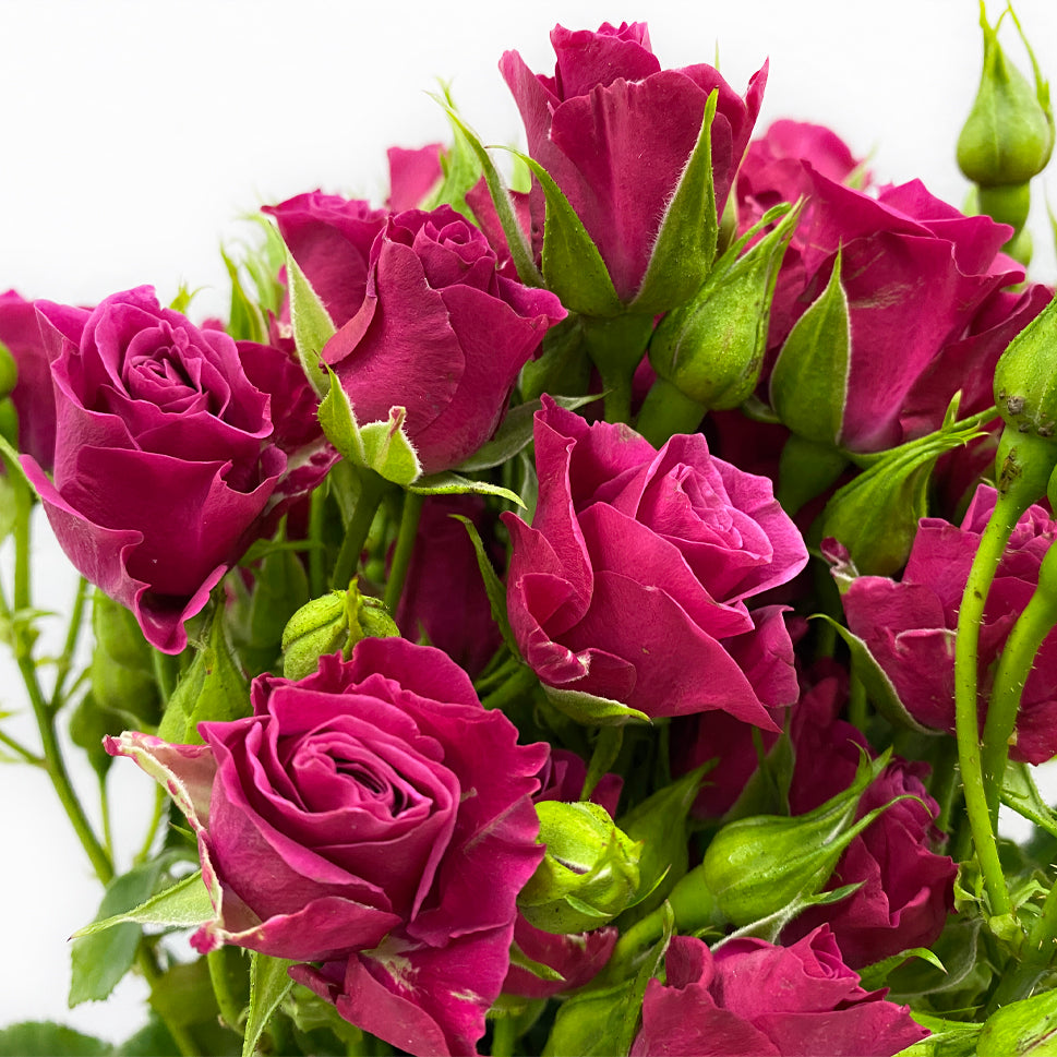 Rose Spray - Kenya