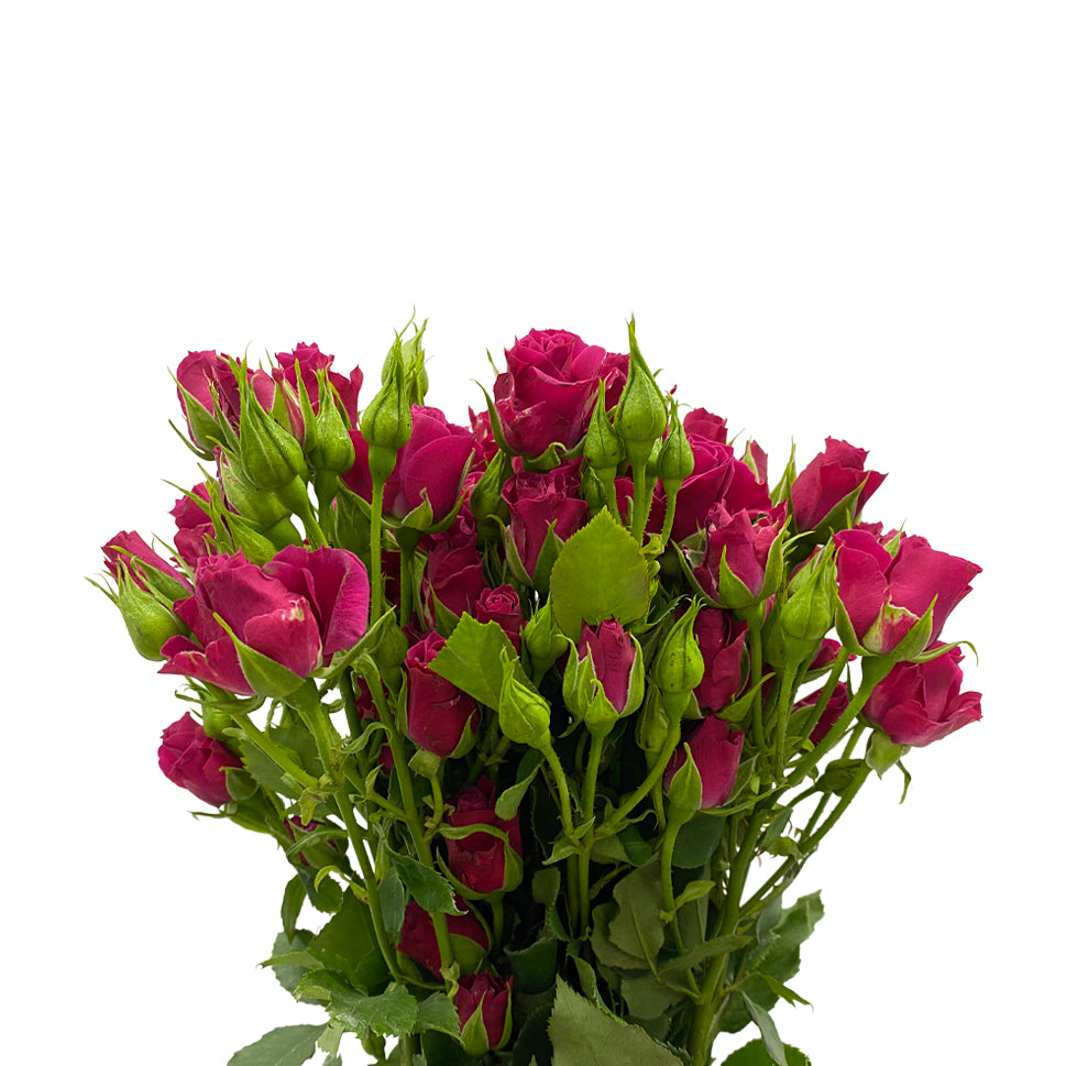 Rose Spray - Kenya
