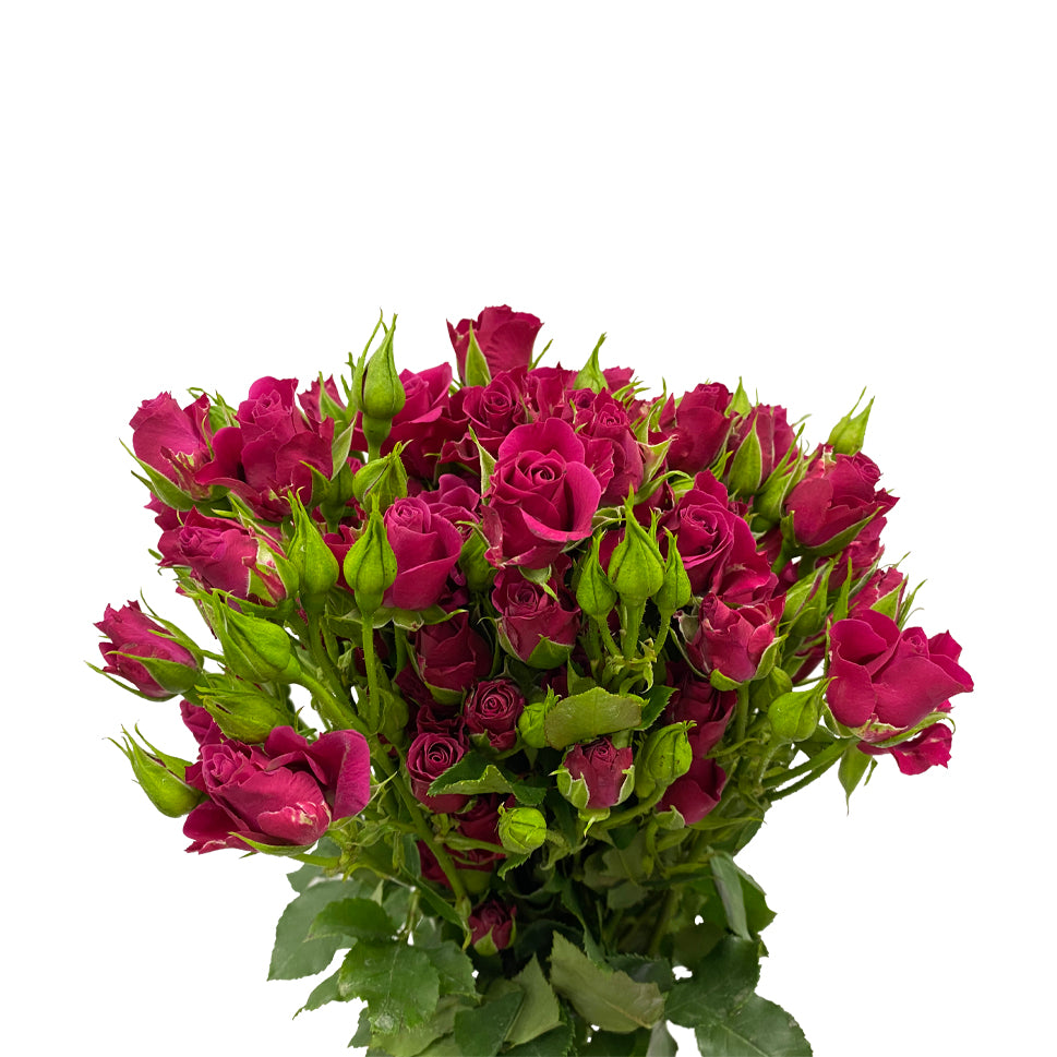 Rose Spray - Kenya