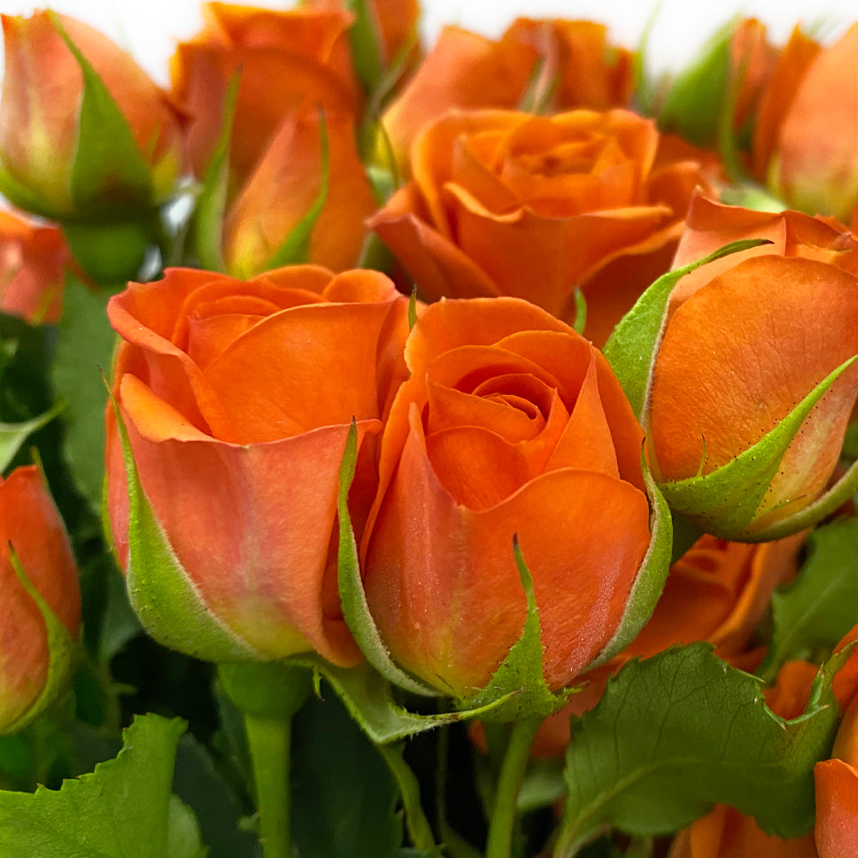 Rose Spray - Kenya