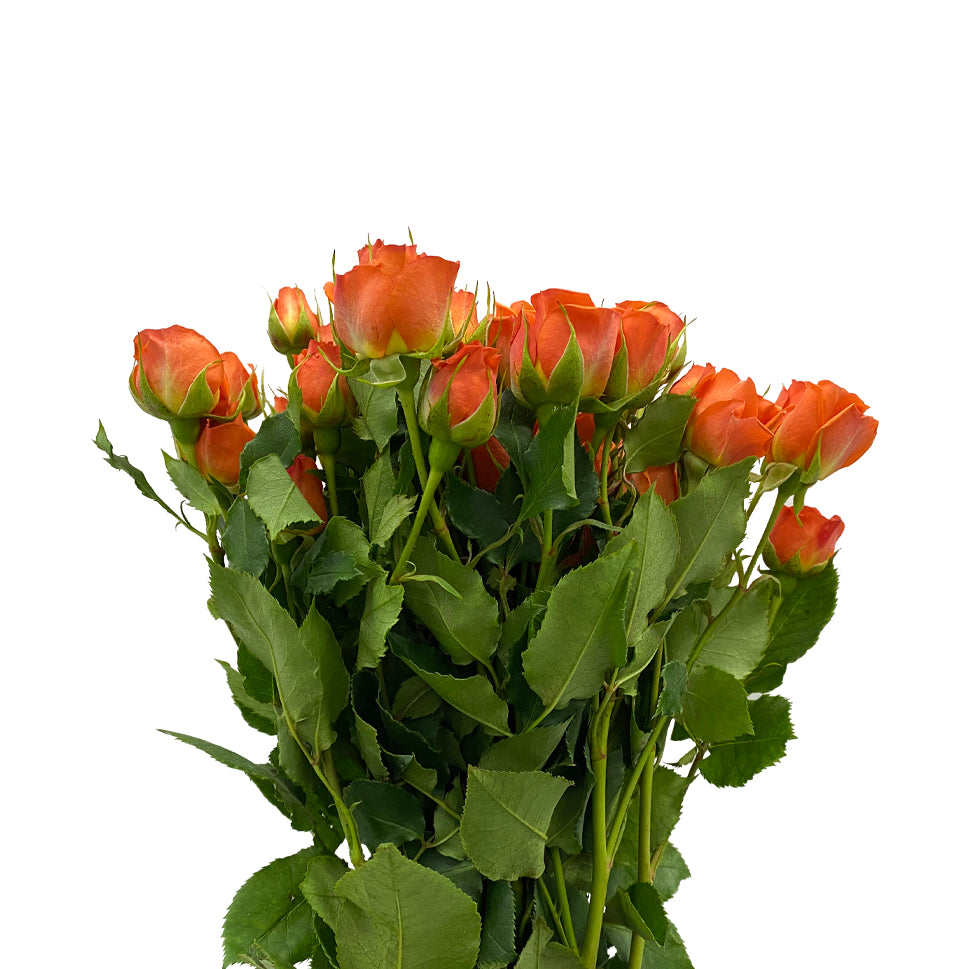 Rose Spray - Kenya