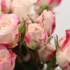 Rose Spray - Kenya