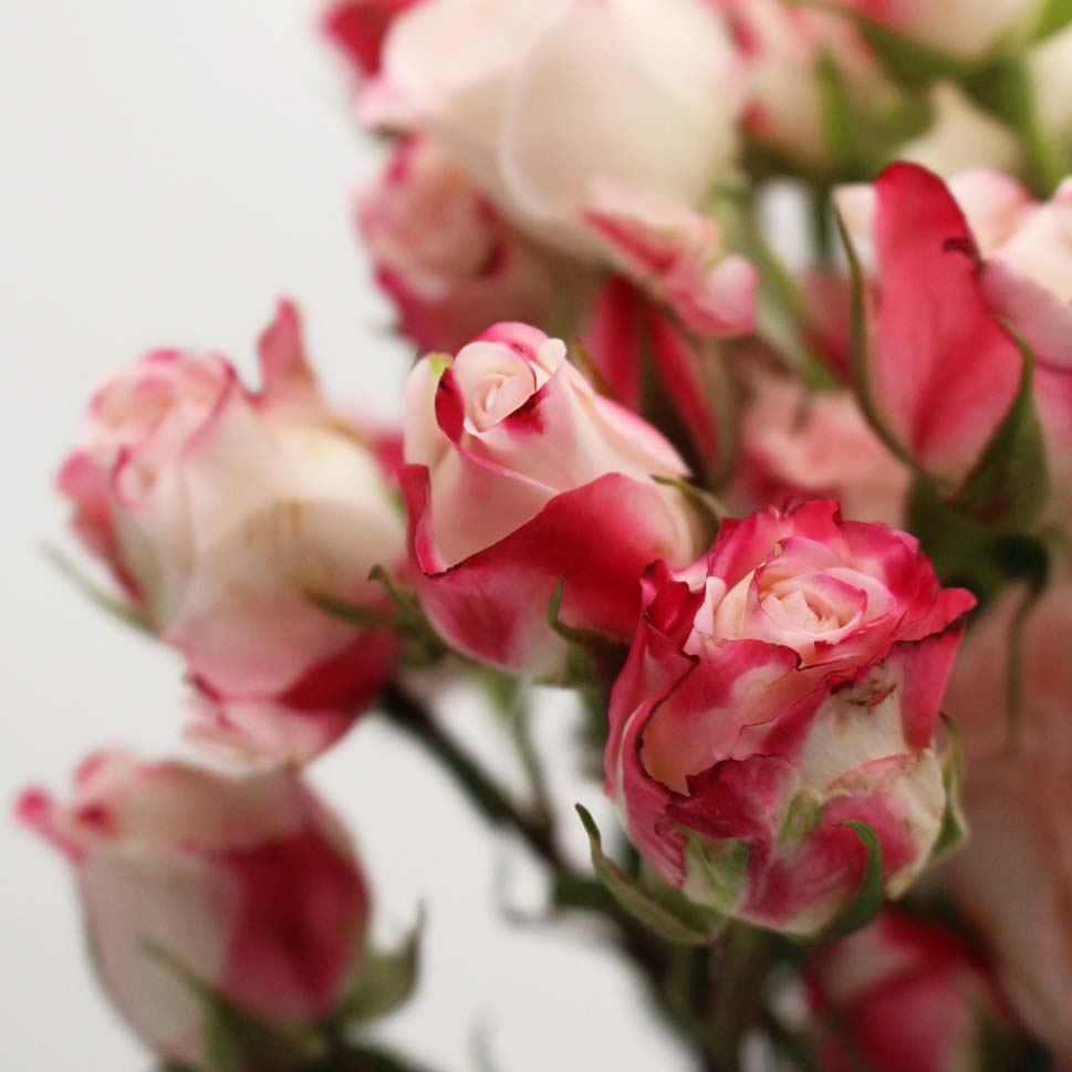 Rose Spray - Kenya