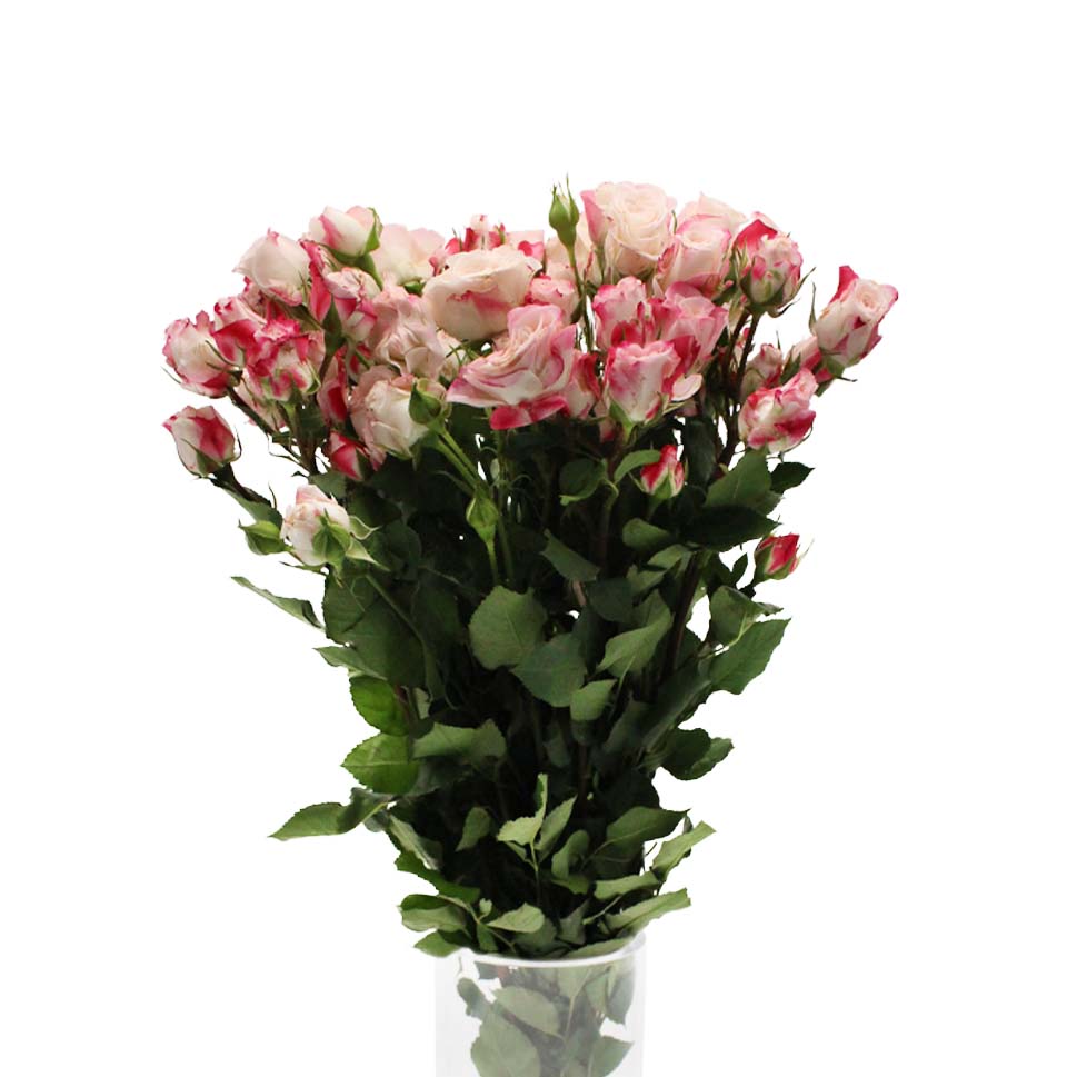 Rose Spray - Kenya