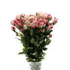 Rose Spray - Kenya
