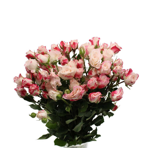 Rose Spray - Kenya