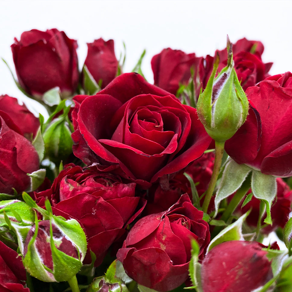 Rose Spray - Kenya