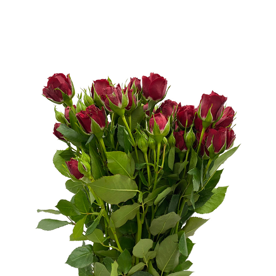 Rose Spray - Kenya