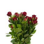 Rose Spray - Kenya
