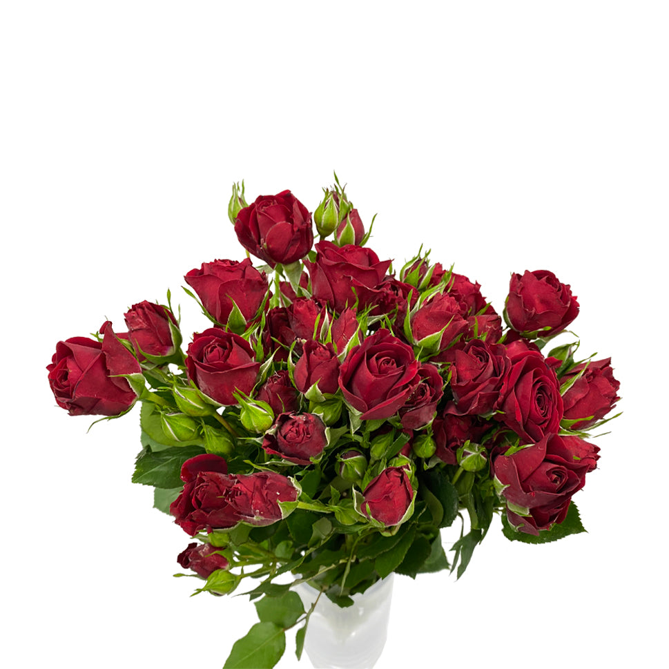 Rose Spray - Kenya