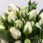 Rose Spray - Kenya