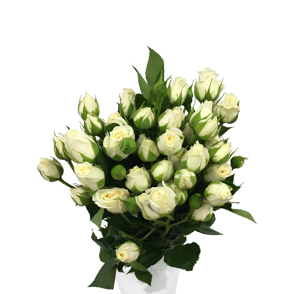 Rose Spray - Kenya